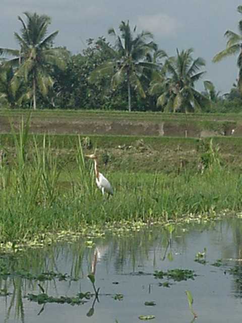 Egret in the rice paddy: Click to enlarge
